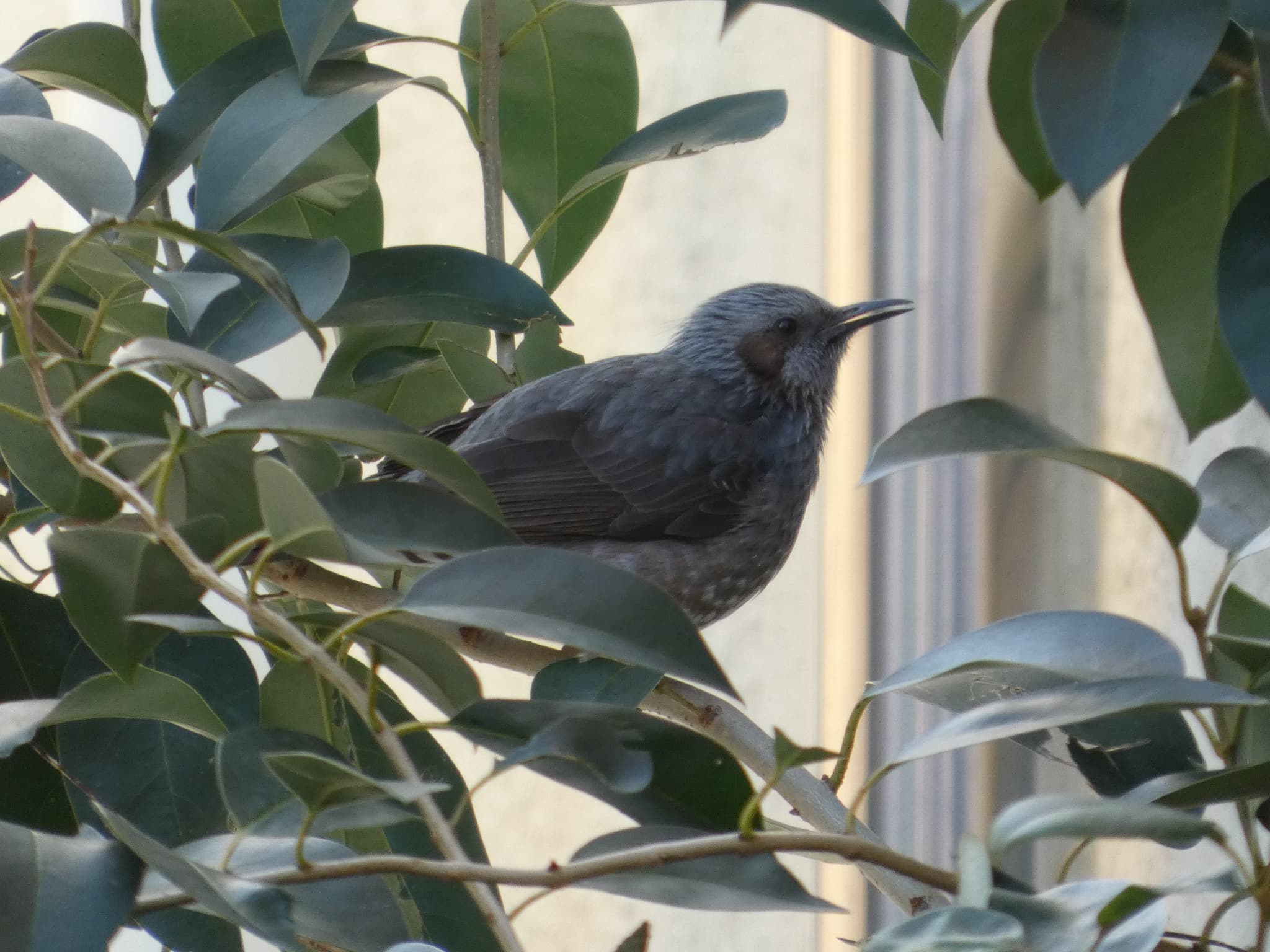 Hypsipetes amaurotis01